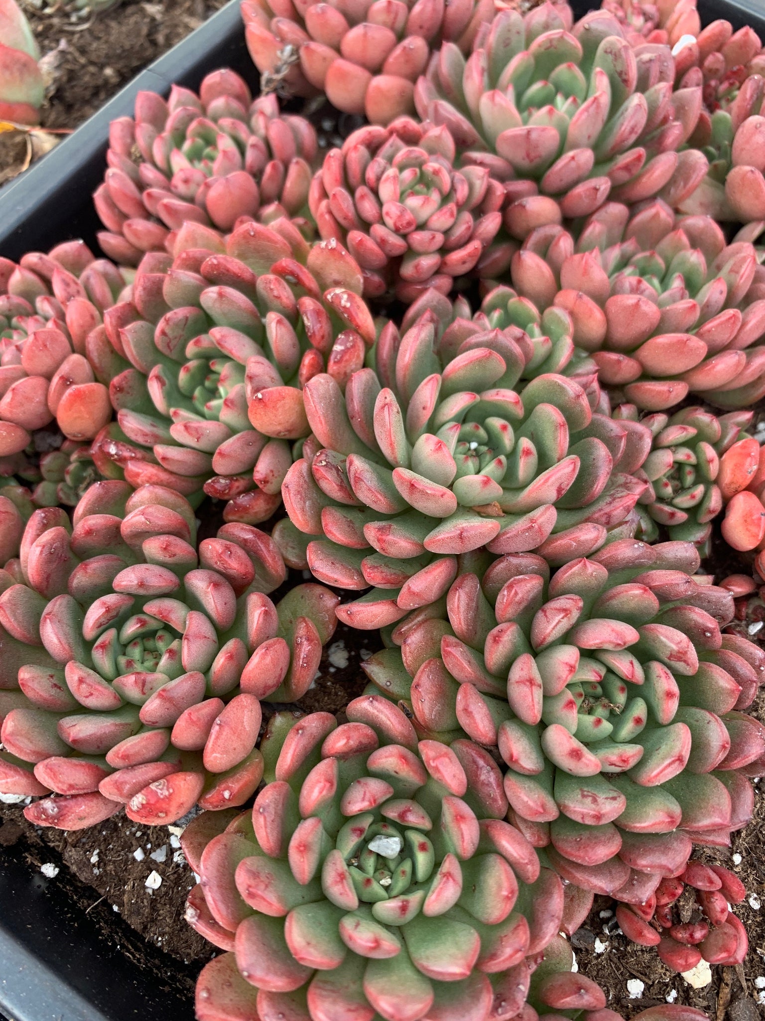 pink ruby succulent Sedeveria Pink Ruby single head