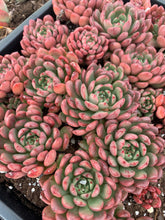 Load image into Gallery viewer, Sedeveria Pink Ruby single head - April Farm/Rare Succulents