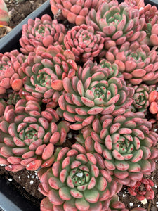 Sedeveria Pink Ruby single head - April Farm/Rare Succulents