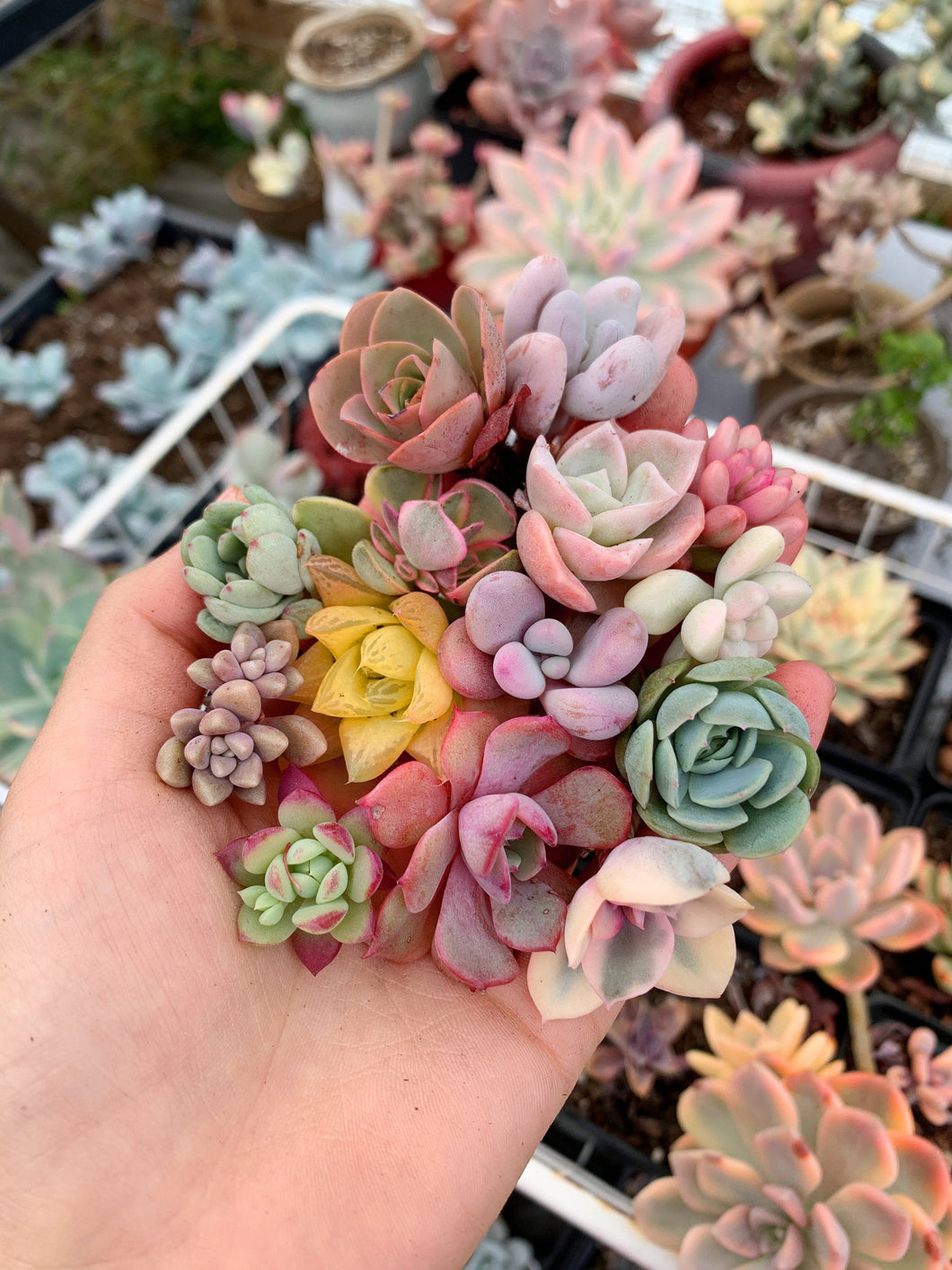 colorful succulent cuttings Baby succulent/cactus cuttings
