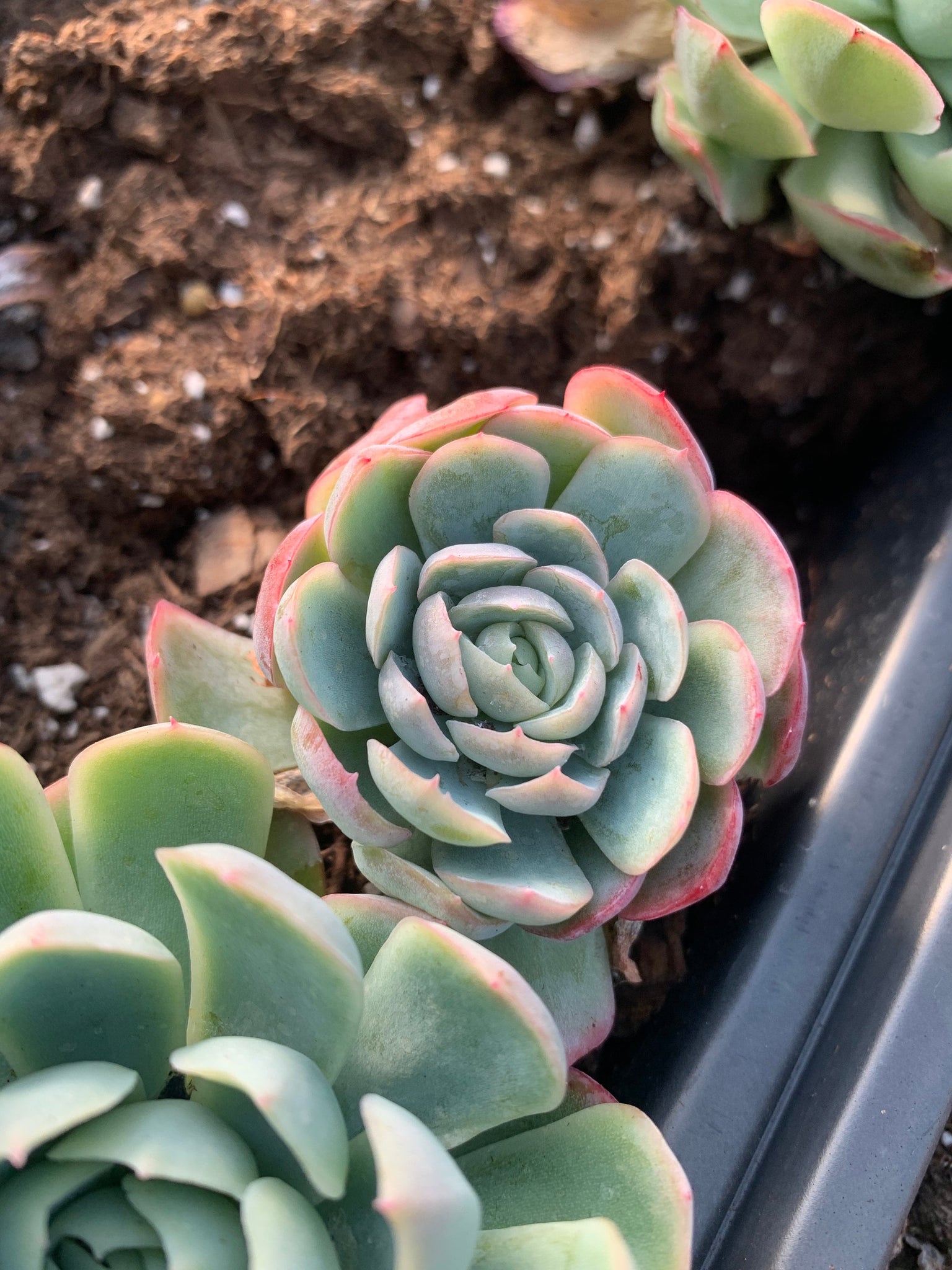 ice rose succulent Echeveria elegans Ice Raspberry