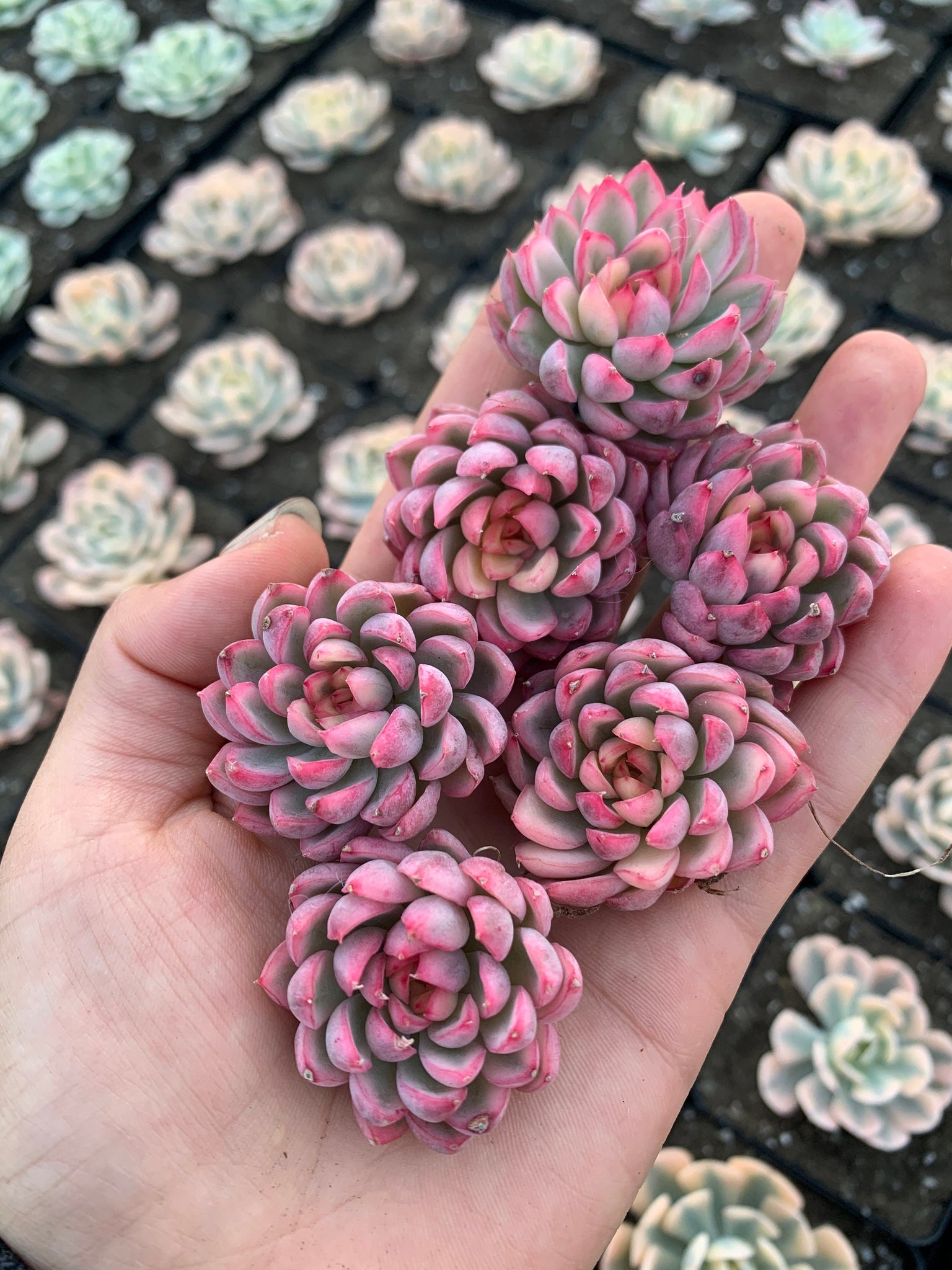 mebina succulent Echeveria Variegated Mebina (mini succulent)