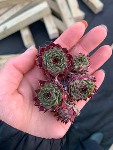 Sempervivum sp. (mini succulent single head) - April Farm/Rare Succulents