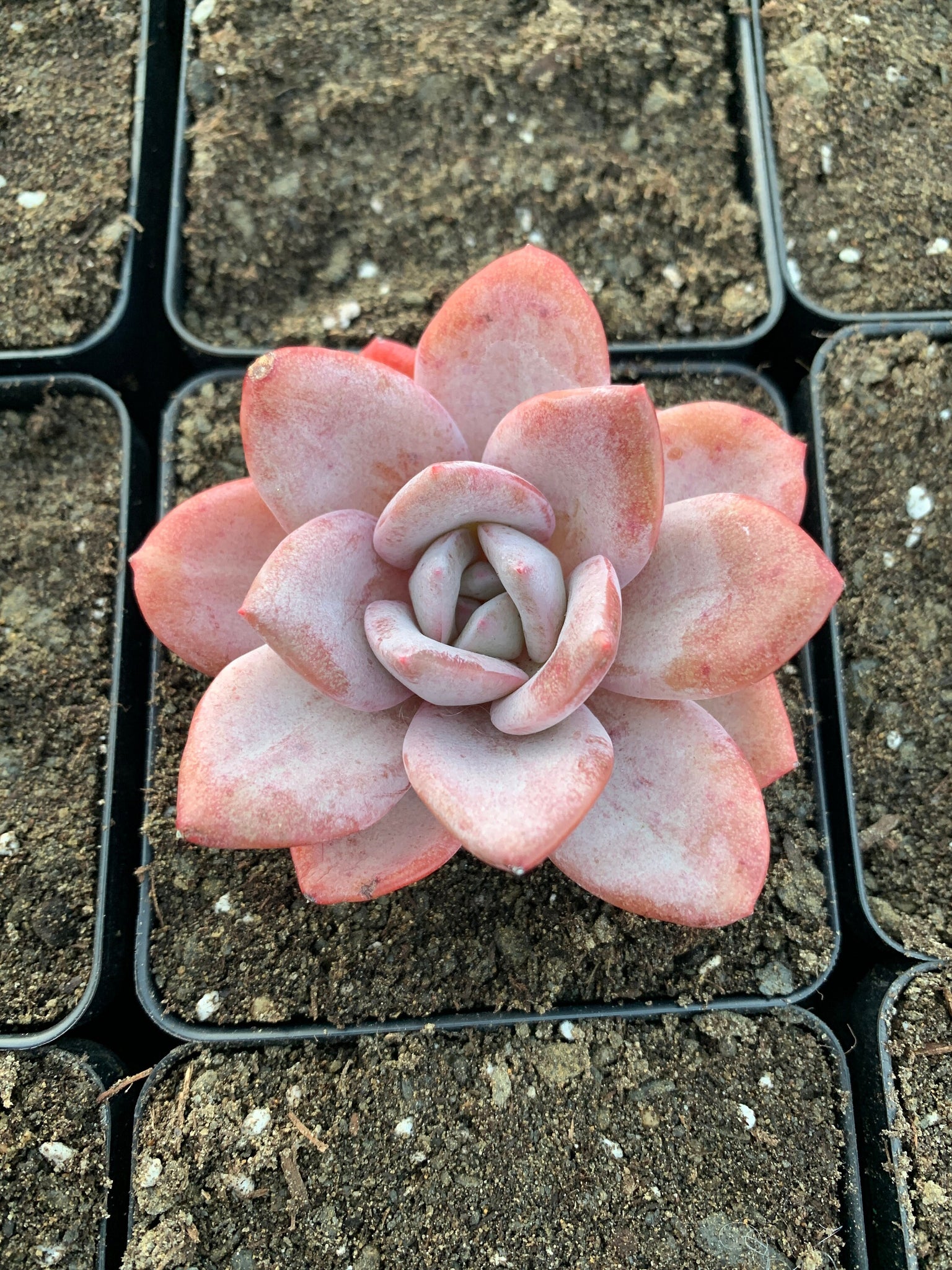 succulent german Echeveria German Champagne