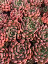 Load image into Gallery viewer, Sedeveria Pink Ruby single head - April Farm/Rare Succulents
