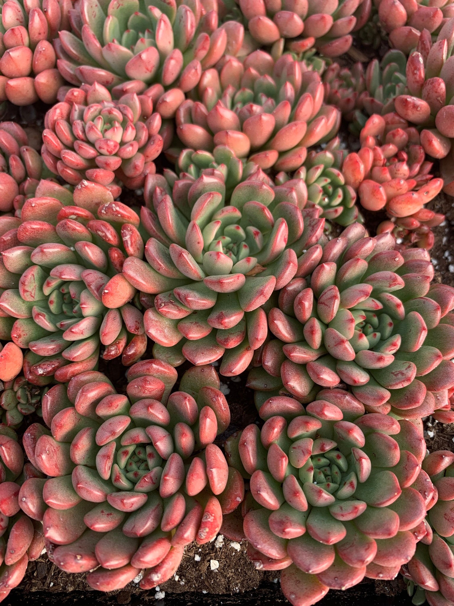 sedeveria pink ruby succulent Sedeveria Pink Ruby single head