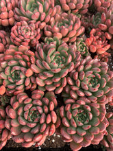 Load image into Gallery viewer, Sedeveria Pink Ruby single head - April Farm/Rare Succulents