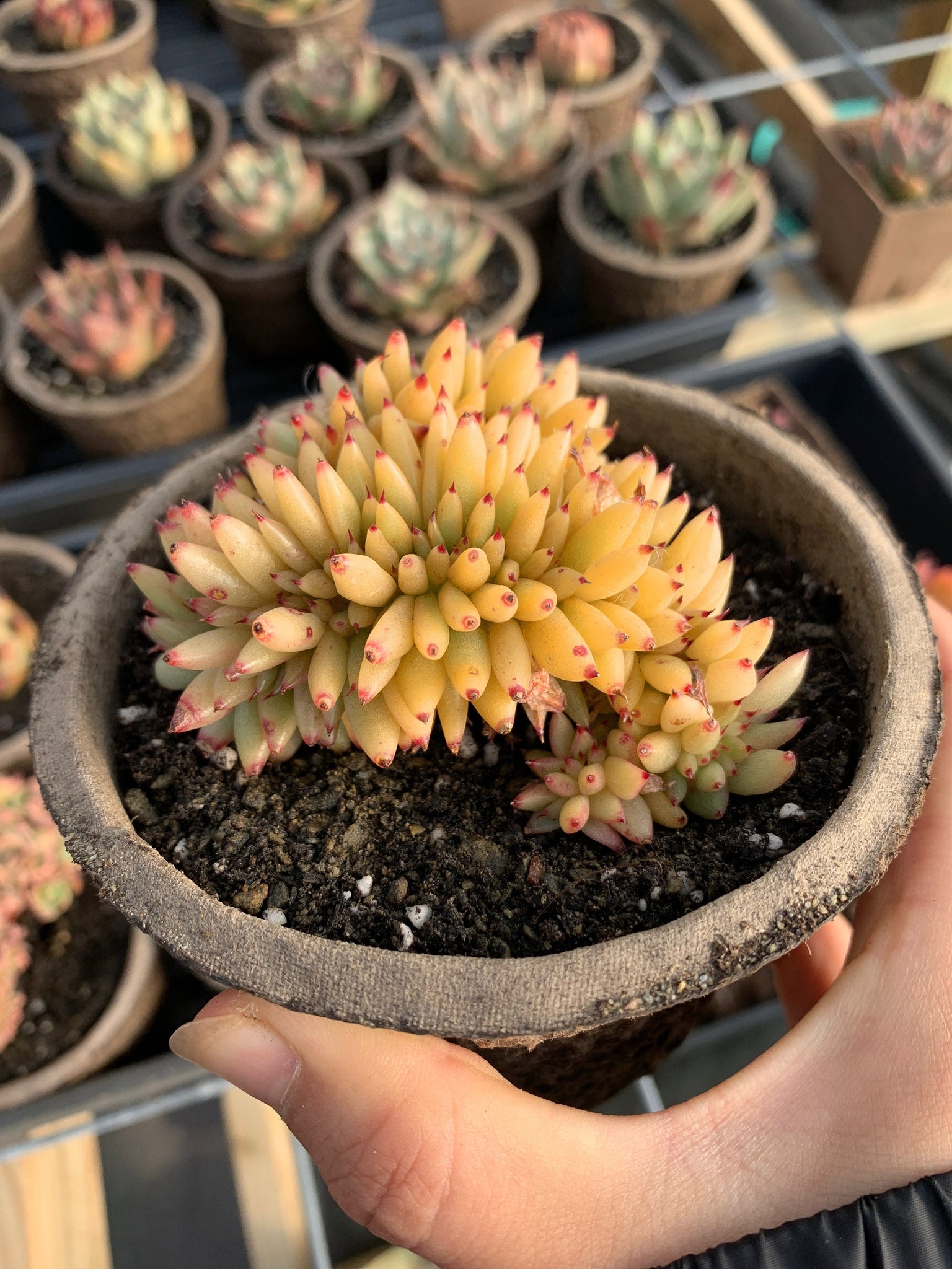 elk antler succulent Echeveria Agavoides Elkhon crested succulent