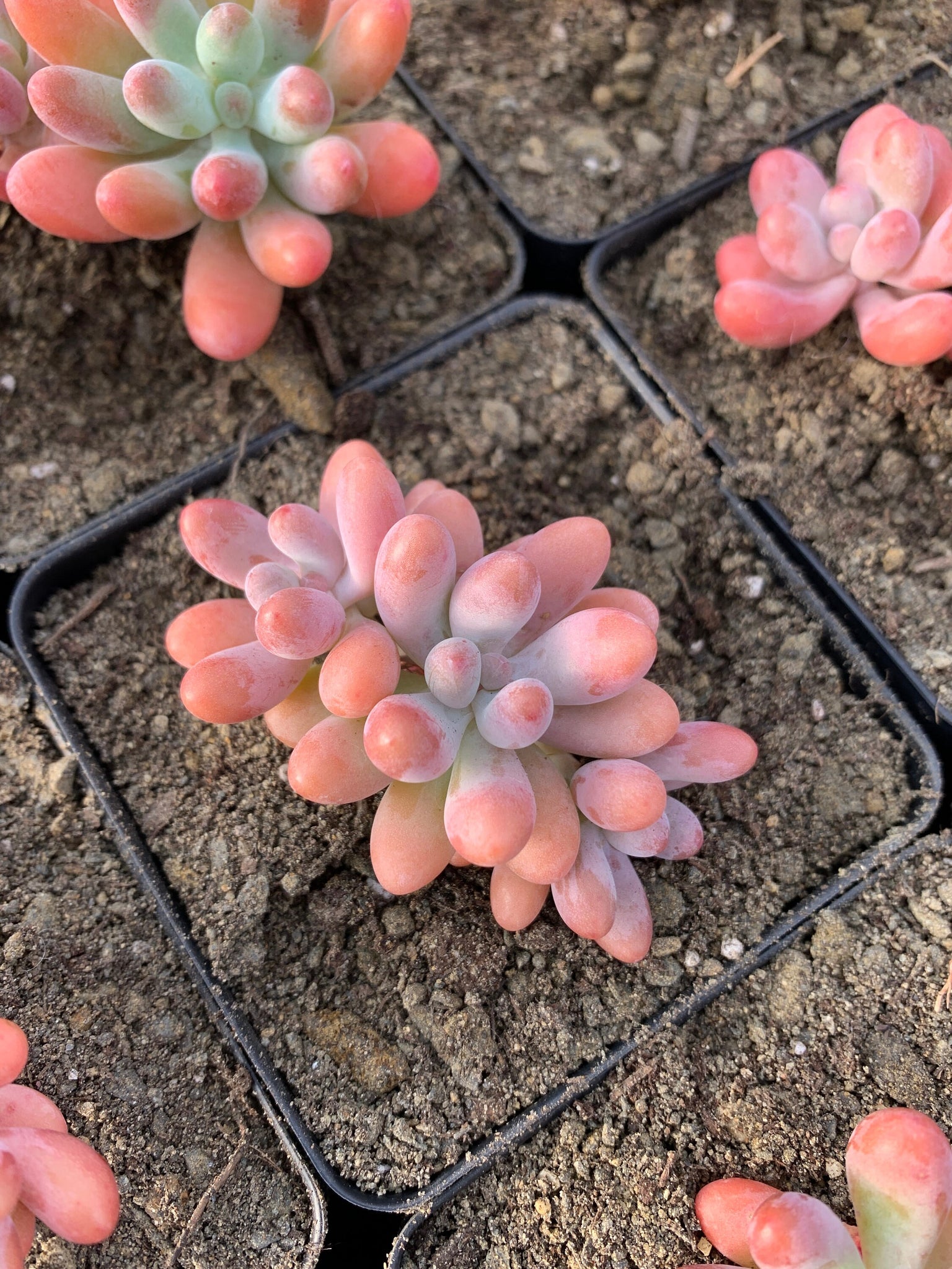 pachy succulent Sedum pachy