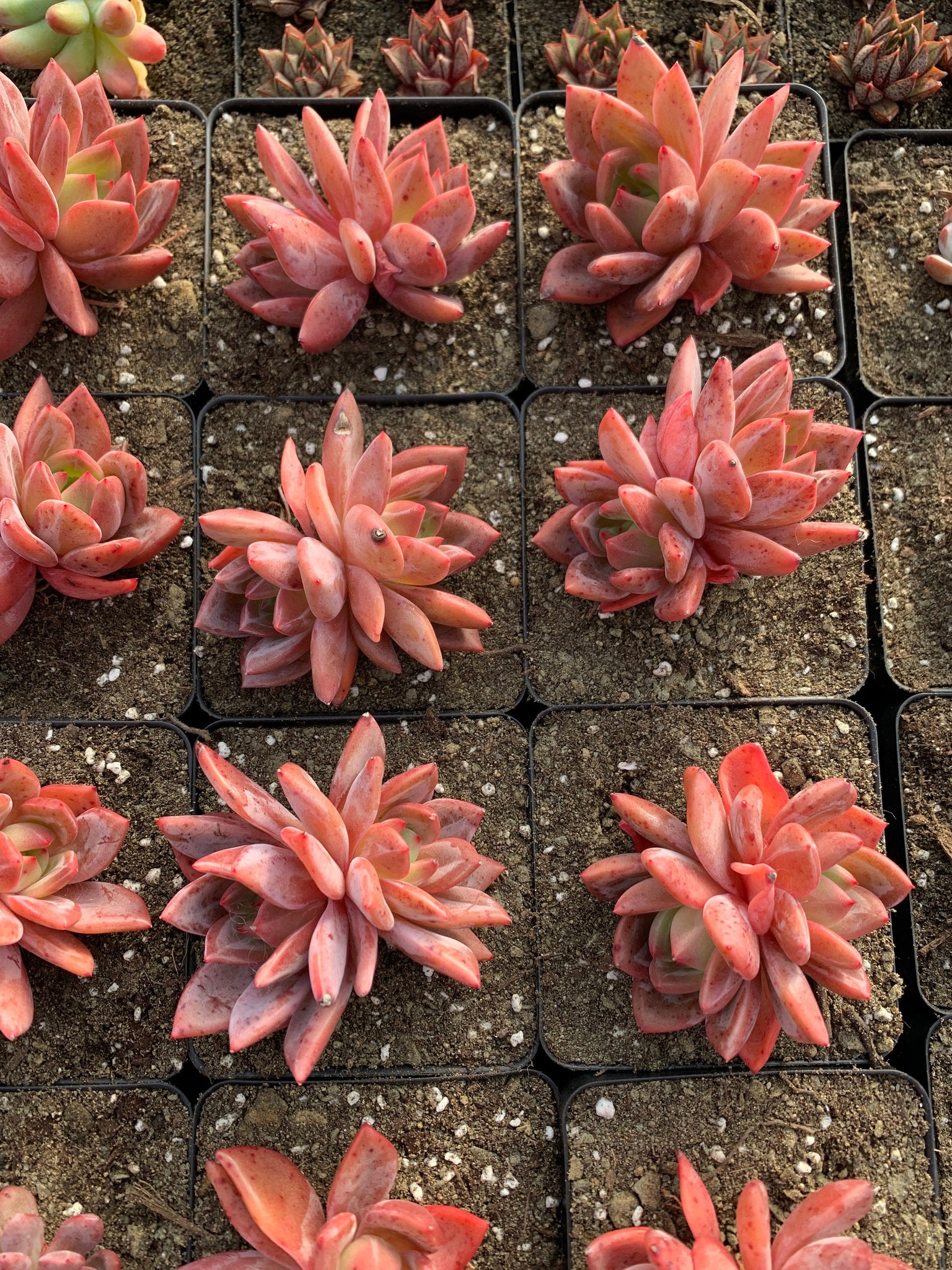champagne succulent Echeveria Pink Champagne