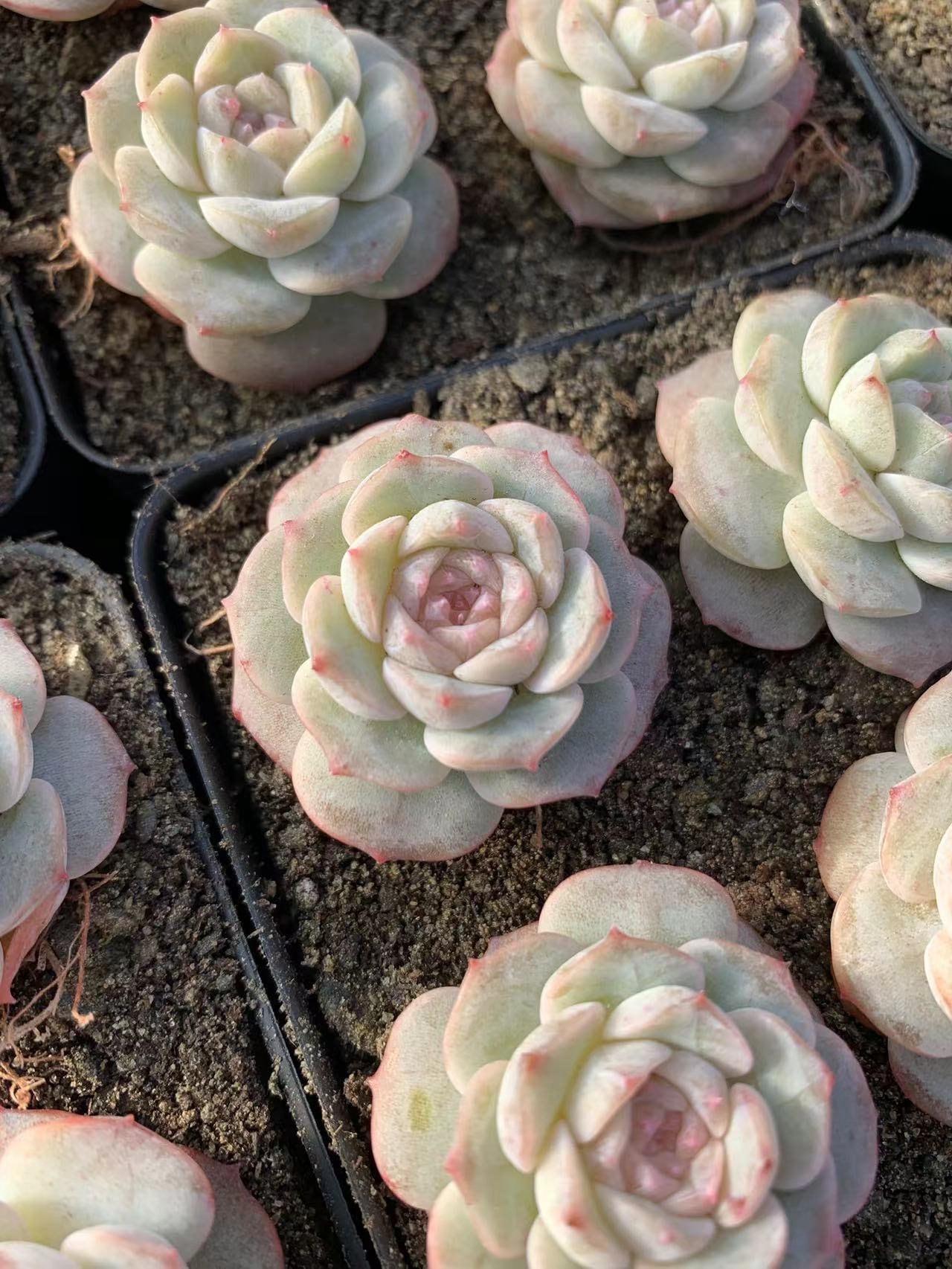 pure succulents plants Echeveria Pure Love