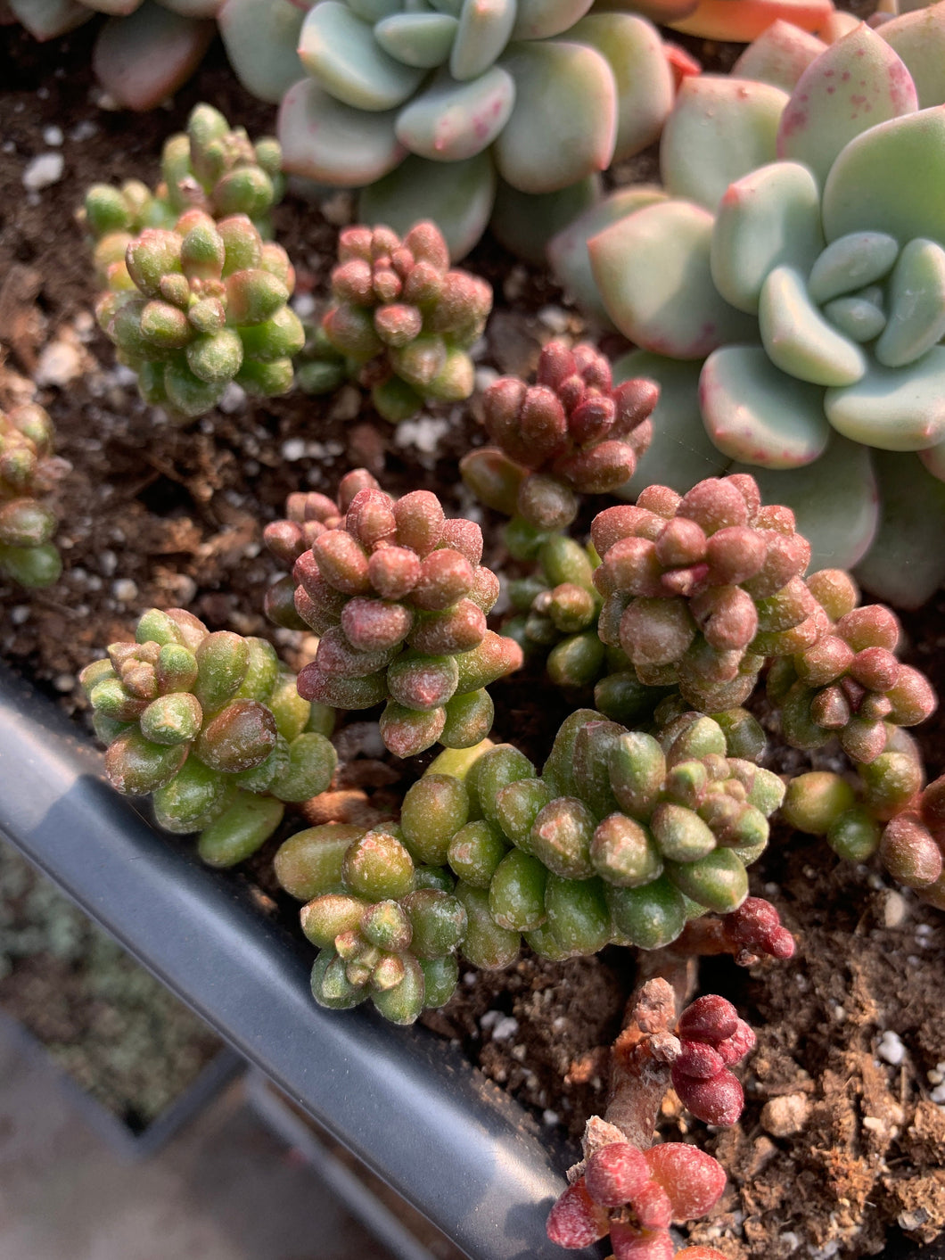 most rare succulents Crassula Sedum furfuraceum