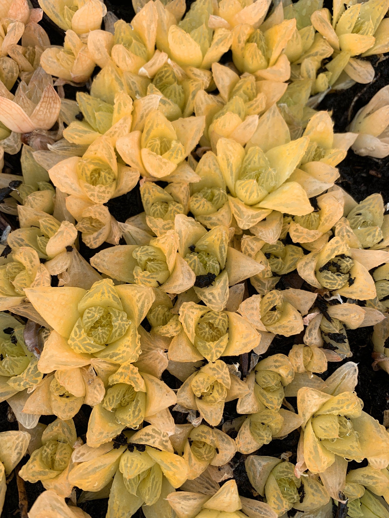 yellow humbert succulent Haworthia cymbiformis ssp. "gold" large pup