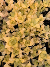 Load image into Gallery viewer, Haworthia cymbiformis ssp. &quot;gold&quot; large pup - April Farm/Rare Succulents