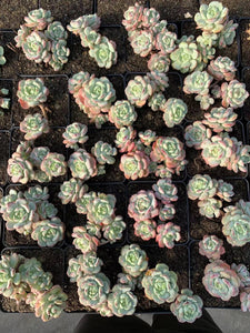 Echeveria Sedeveria Pudgy large cluster - April Farm/Rare Succulents