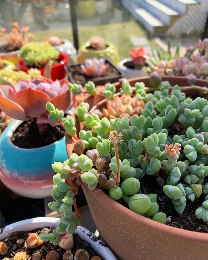 succulent cutters Echinus maximilianus cutting