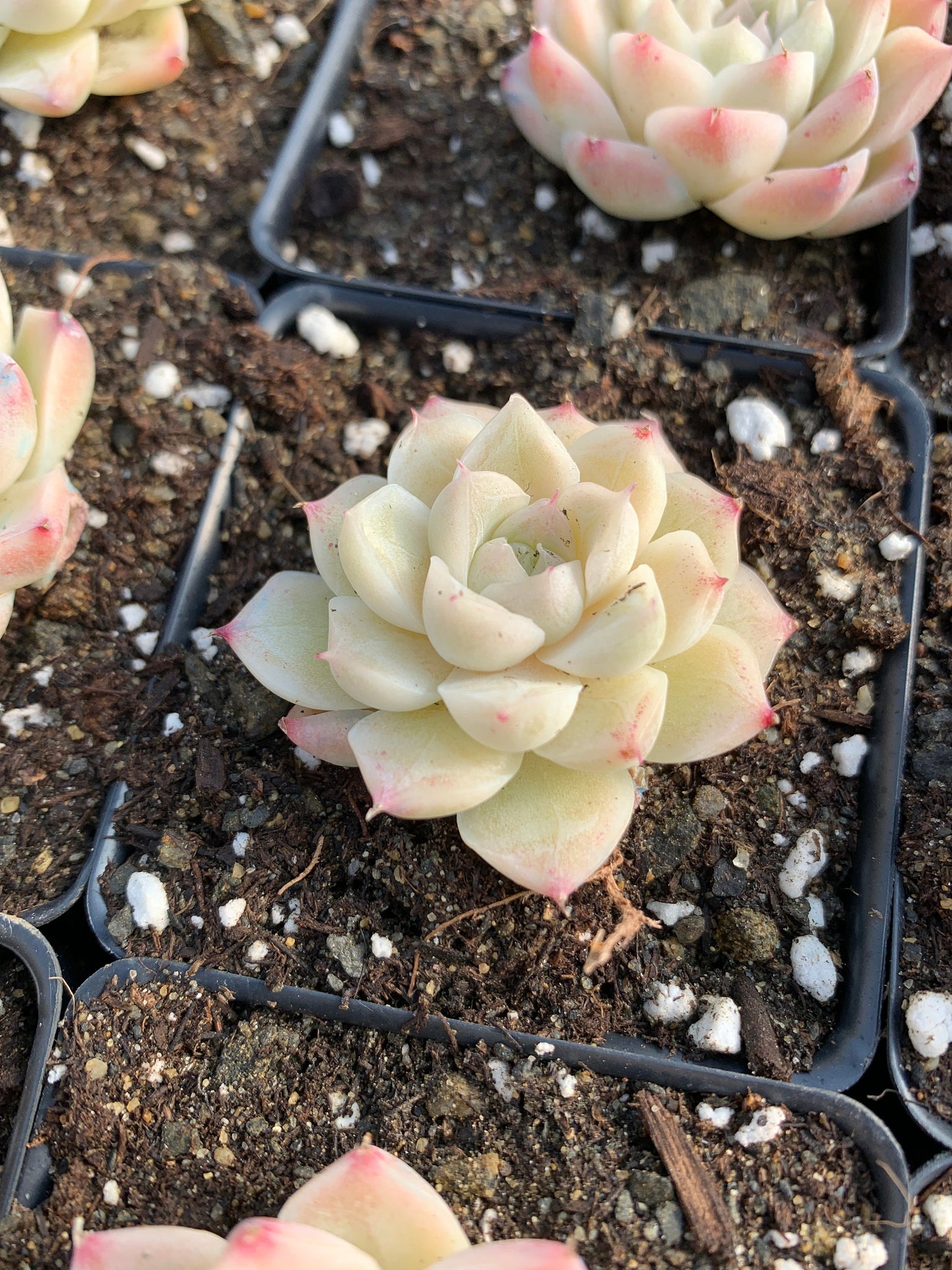 white leaf succulent Echeveria Elegans sp. White Queen (mini succulent)