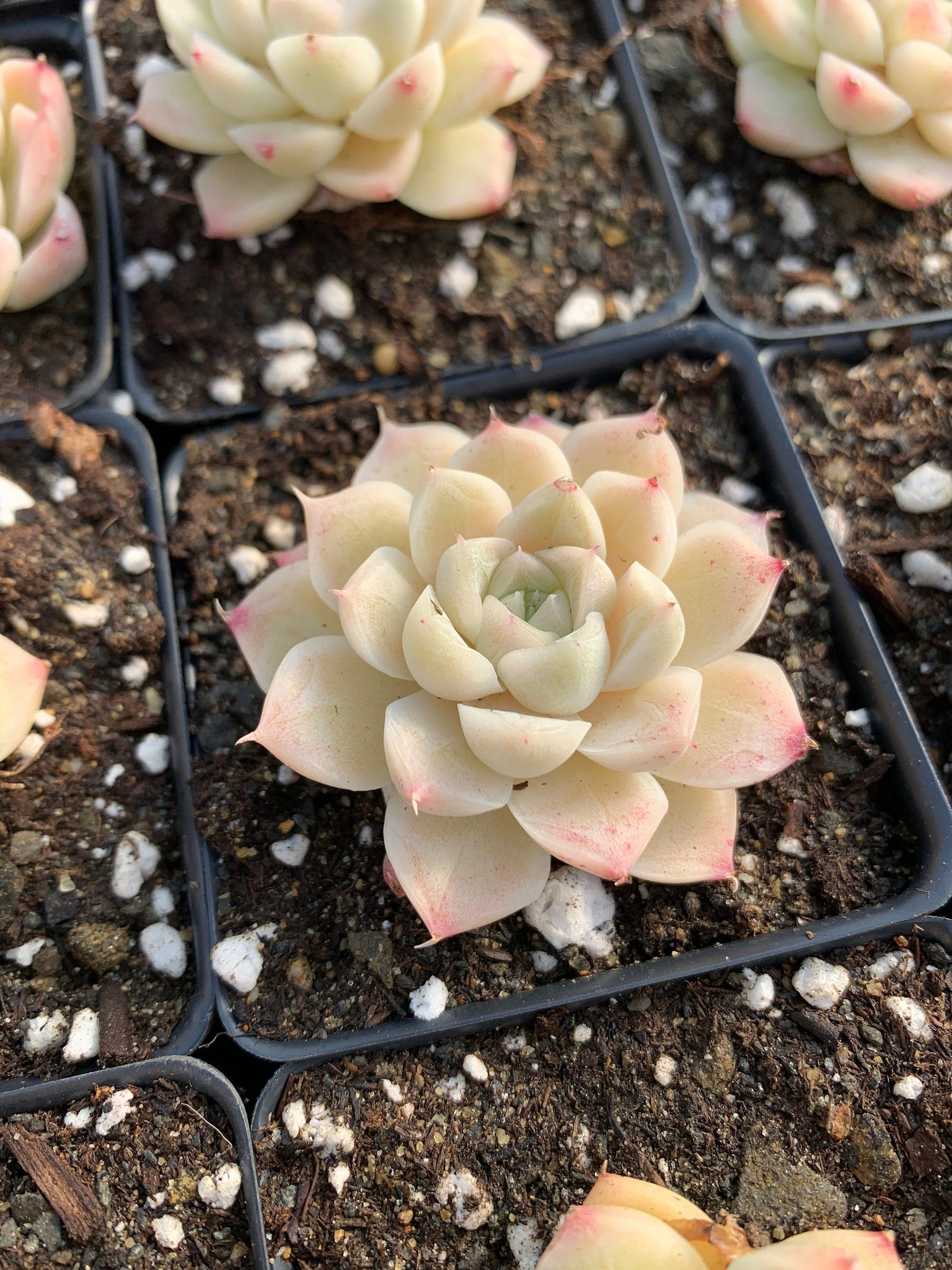 white echeveria succulent Echeveria Elegans sp. White Queen (mini succulent)