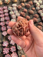 Load image into Gallery viewer, Echeveria Gold Flame - April Farm/Rare Succulents