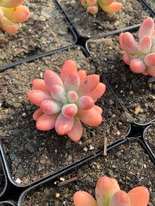 rose succulent plants for sale Sedum pachy "Rose Star"