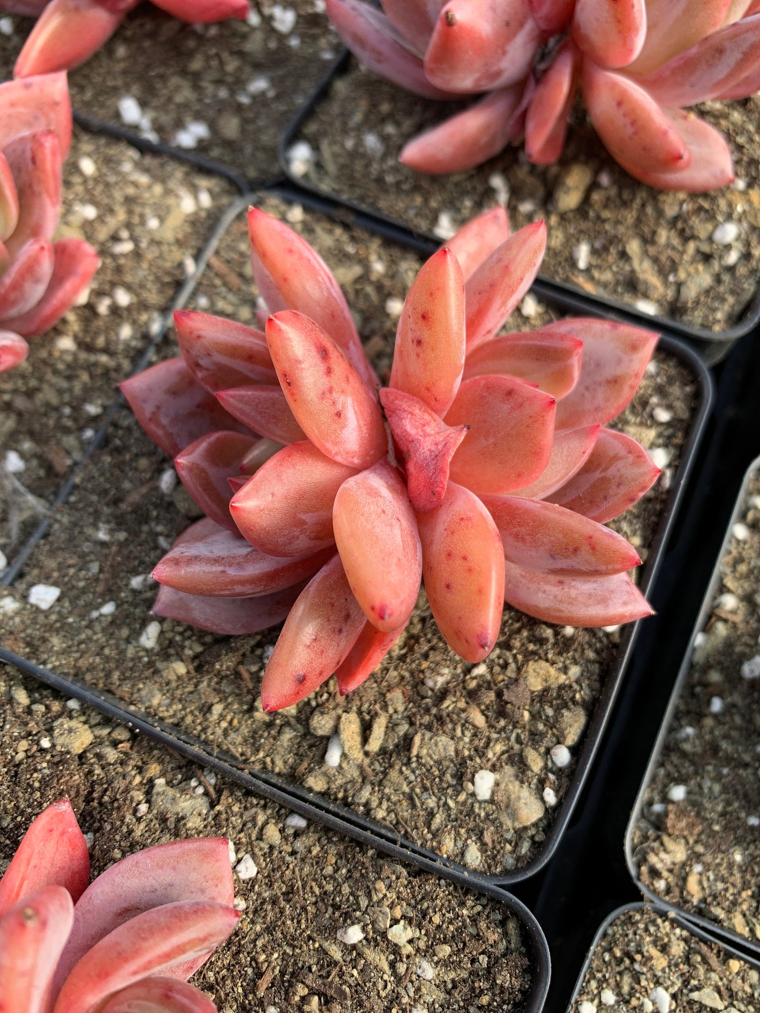 pink champagne succulent Echeveria Pink Champagne