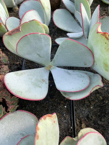 Cotyledon orbiculata ‘Hakubi’ - April Farm/Rare Succulents