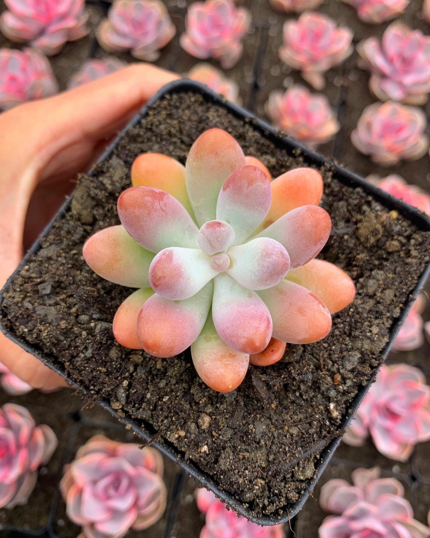 pachy succulent Sedum pachy "Rose Star"
