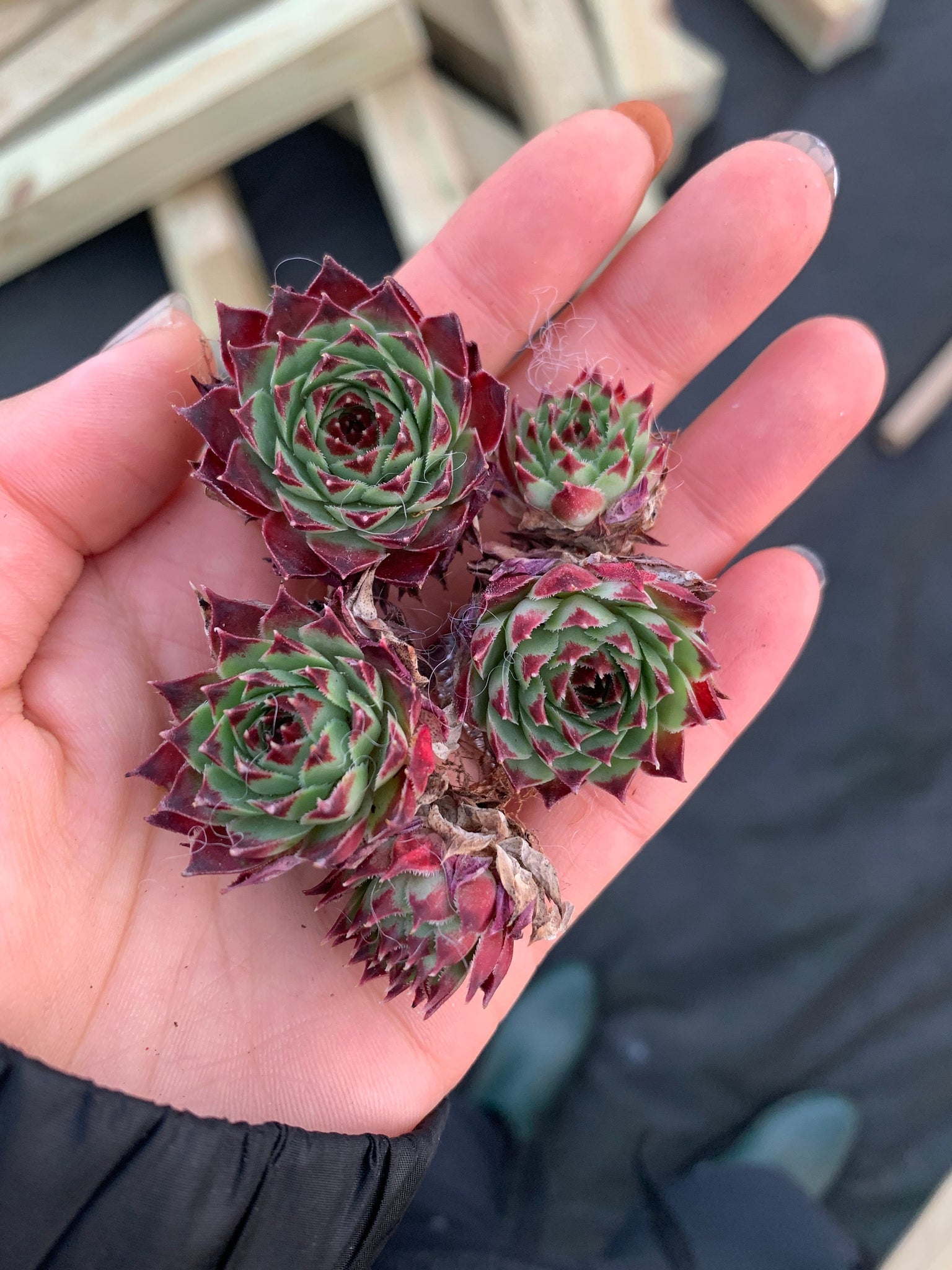 where can i buy small succulent plants Sempervivum sp. (mini succulent single head)
