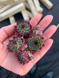 where to buy mini succulent plants Sempervivum sp. (mini succulent single head)