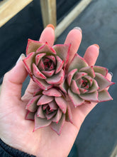 Load image into Gallery viewer, Echeveria Agavoides Jade Star - April Farm/Rare Succulents
