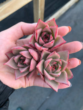 Load image into Gallery viewer, Echeveria Agavoides Jade Star - April Farm/Rare Succulents
