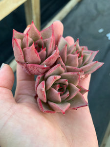 Echeveria Agavoides Jade Star - April Farm/Rare Succulents