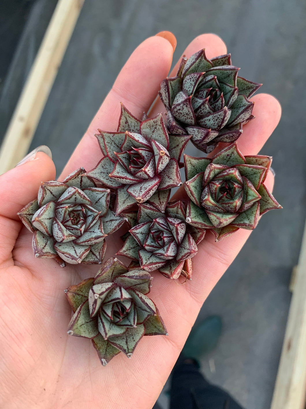 echeveria purpusorum succulent Echeveria Purpusorum white form (mini succulent single head)