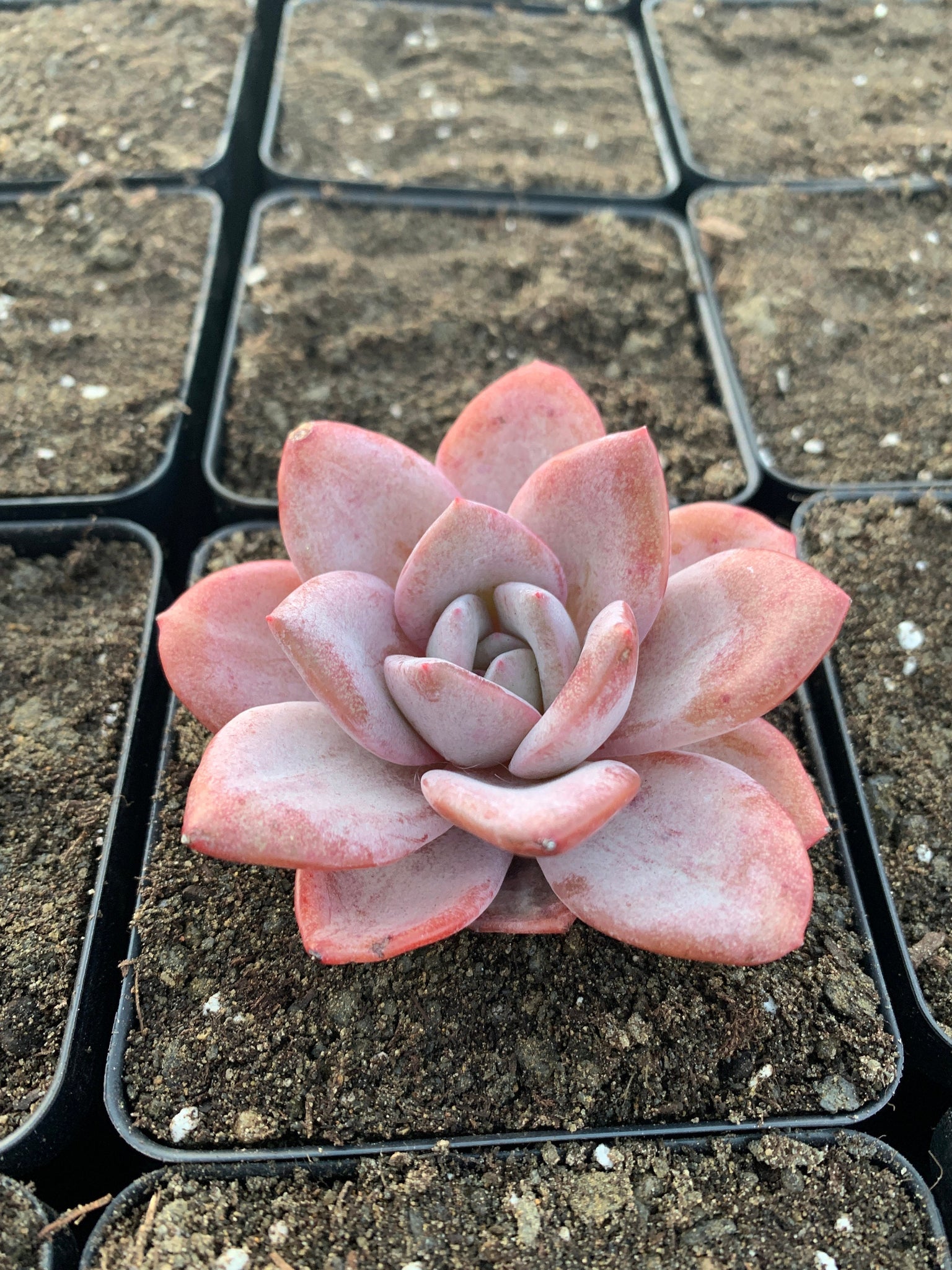 succulent plant in german Echeveria German Champagne