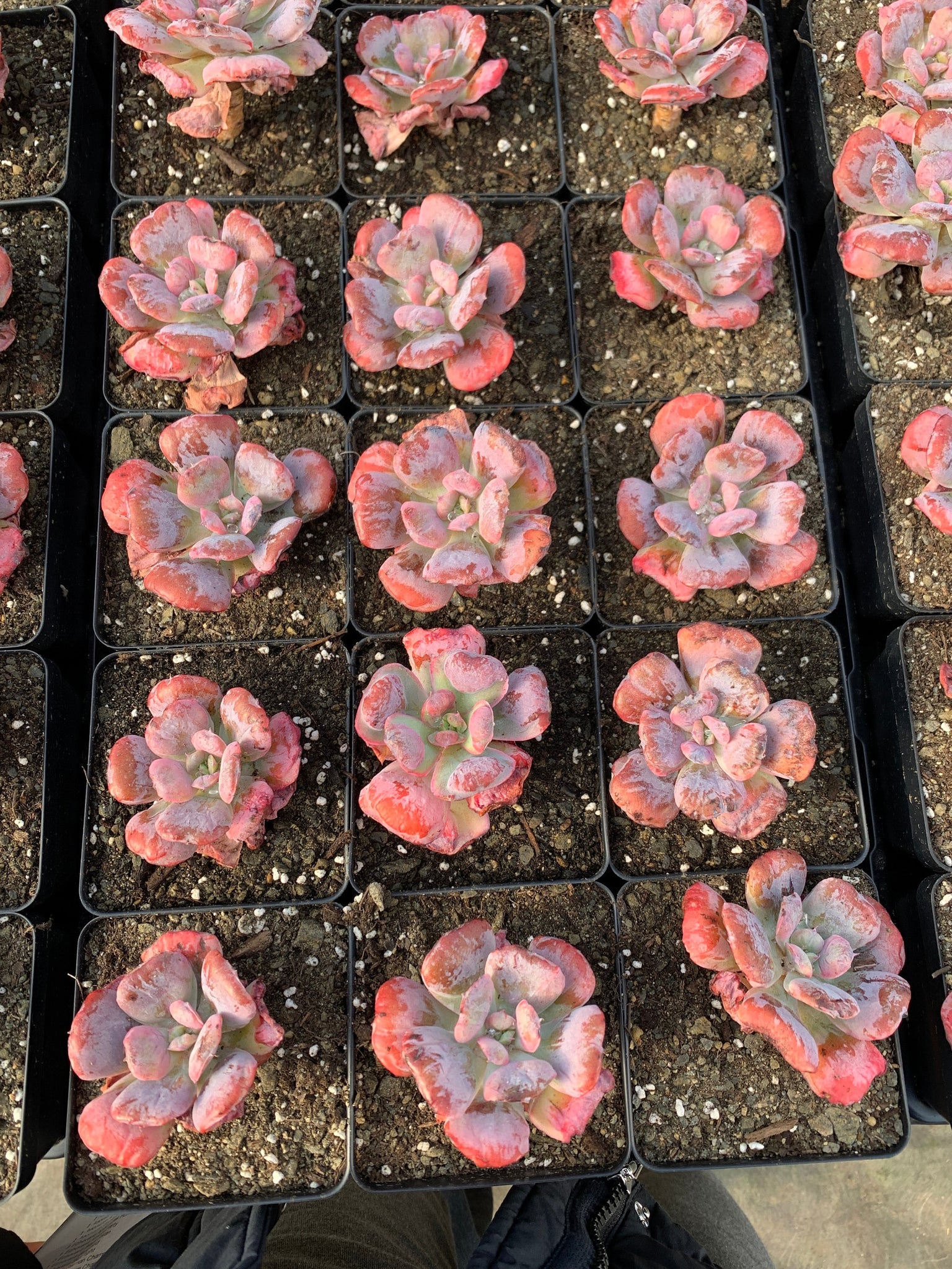 heart delight succulent Echeveria Heart Delight