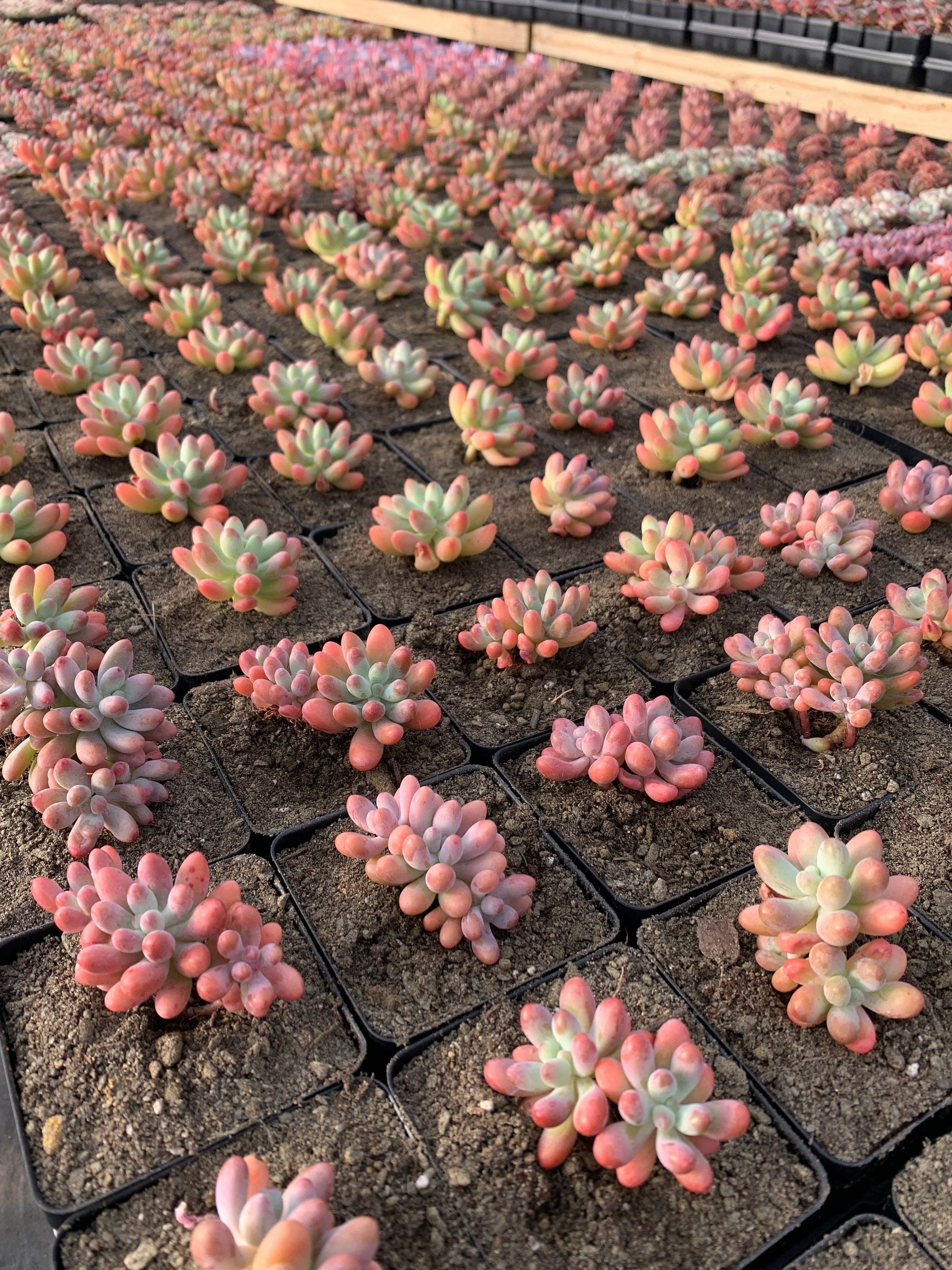 Sedum pachy 