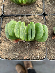 Haworthia Truncata "Green" - April Farm/Rare Succulents