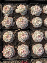 Load image into Gallery viewer, Echeveria Pure Love - April Farm/Rare Succulents
