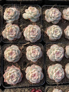 Echeveria Pure Love - April Farm/Rare Succulents