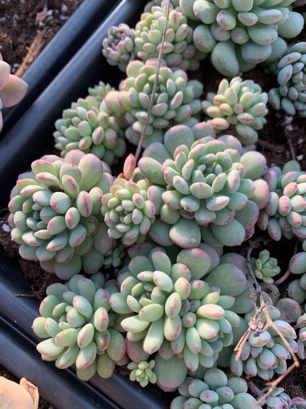 ammonium succulent Echeveria "Amoena"