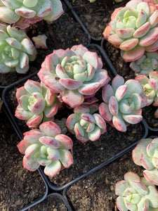 Echeveria Sedeveria Pudgy large cluster - April Farm/Rare Succulents