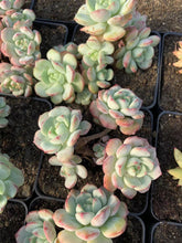 Load image into Gallery viewer, Echeveria Sedeveria Pudgy large cluster - April Farm/Rare Succulents
