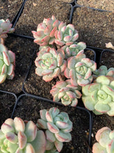 Load image into Gallery viewer, Echeveria Sedeveria Pudgy large cluster - April Farm/Rare Succulents