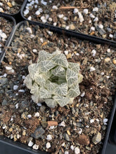 Load image into Gallery viewer, Haworthia cooperi cv. variegata Crystal “White Spots” - April Farm/Rare Succulents
