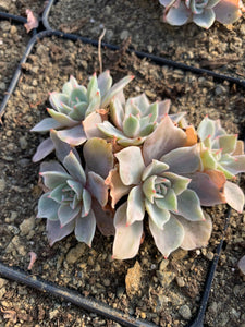 Echeveria Silver Queen Variegated(cluster may fall apart) - April Farm/Rare Succulents