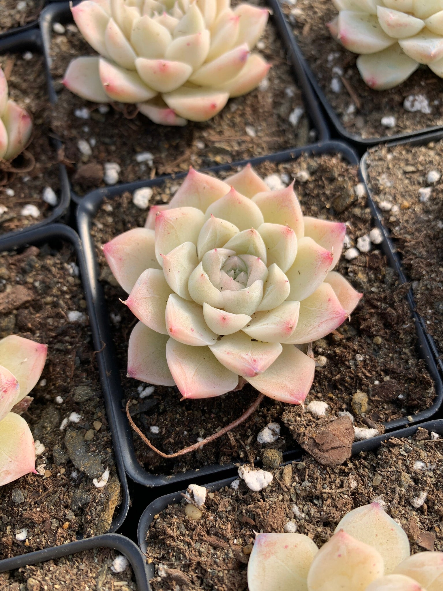queen of succulents Echeveria Elegans sp. White Queen (mini succulent)