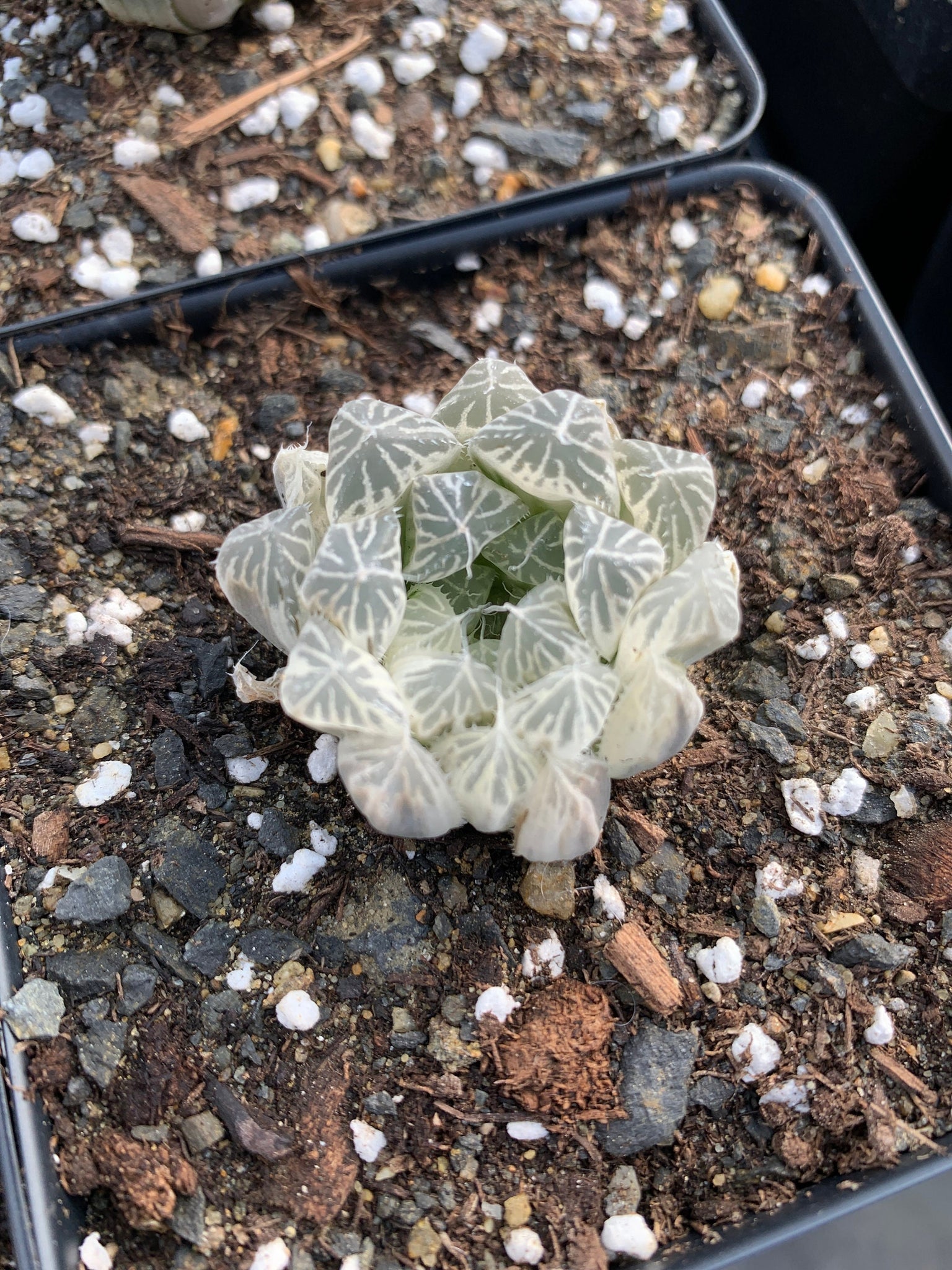 white spotted succulent Haworthia cooperi cv. variegata Crystal “White Spots”