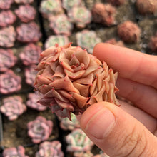 Load image into Gallery viewer, Echeveria Gold Flame - April Farm/Rare Succulents