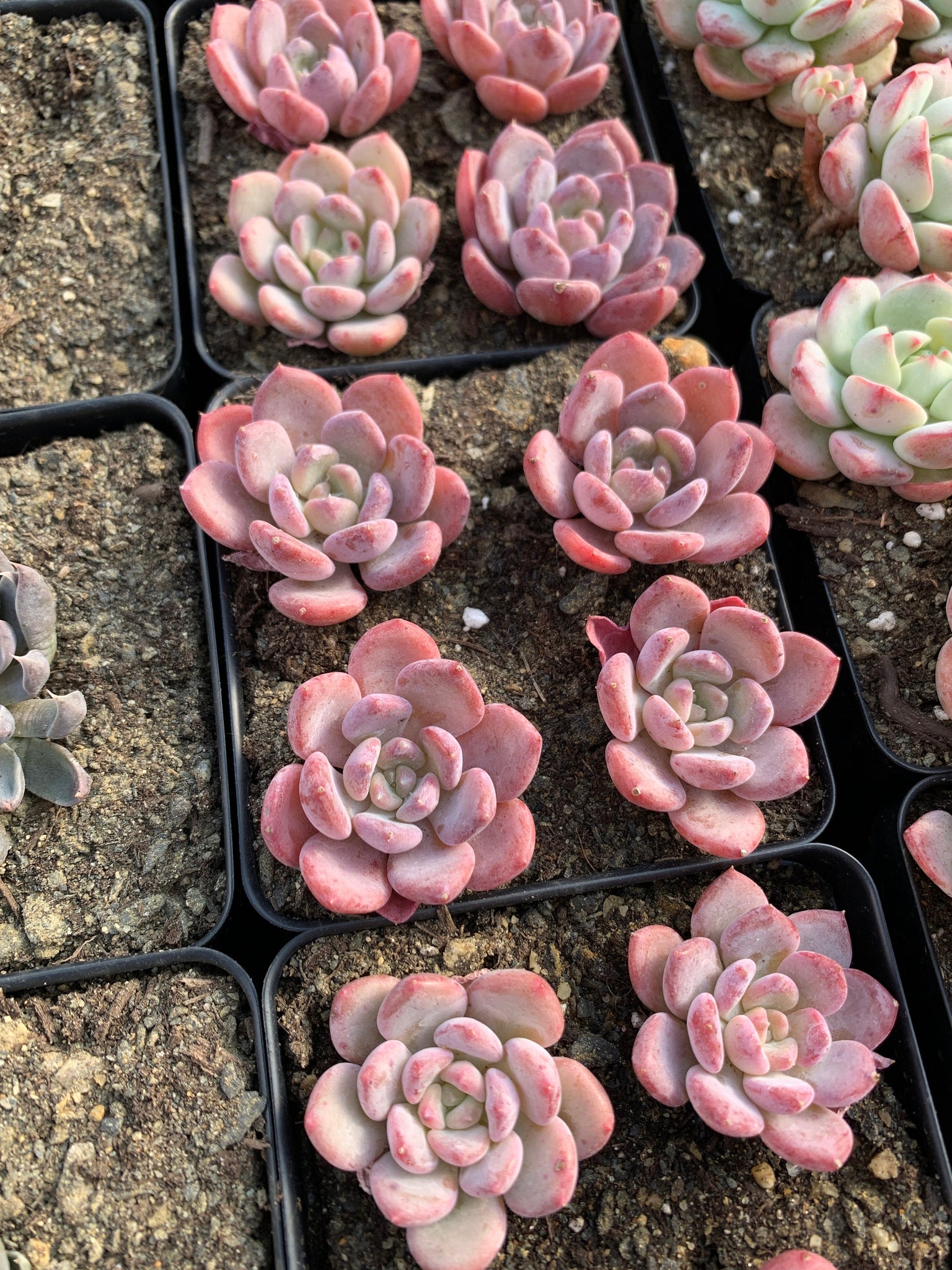 crystal rabbit succulent Echeveria Crystal Amber (mini succulent single head)