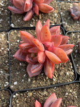 Load image into Gallery viewer, Echeveria Pink Champagne - April Farm/Rare Succulents